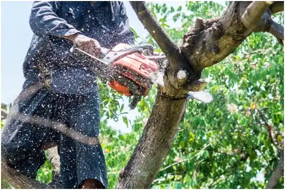 tree services College Station